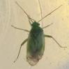 Taylorilygus apicalis